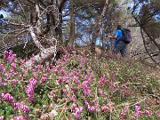 50 Erica carnicina - Erica in fiore